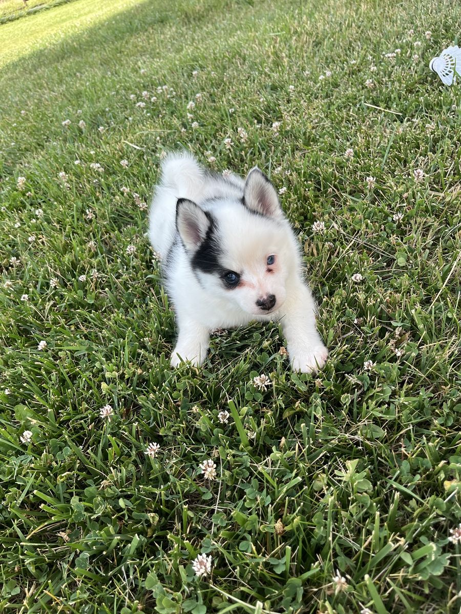 Pomsky puppies