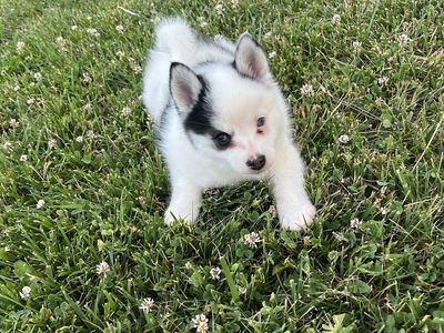 Pomsky puppies