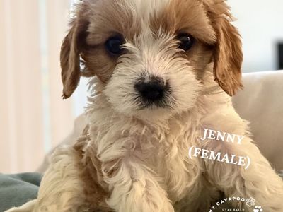 Ready Now - Beautiful Mini Cavapoo Puppies