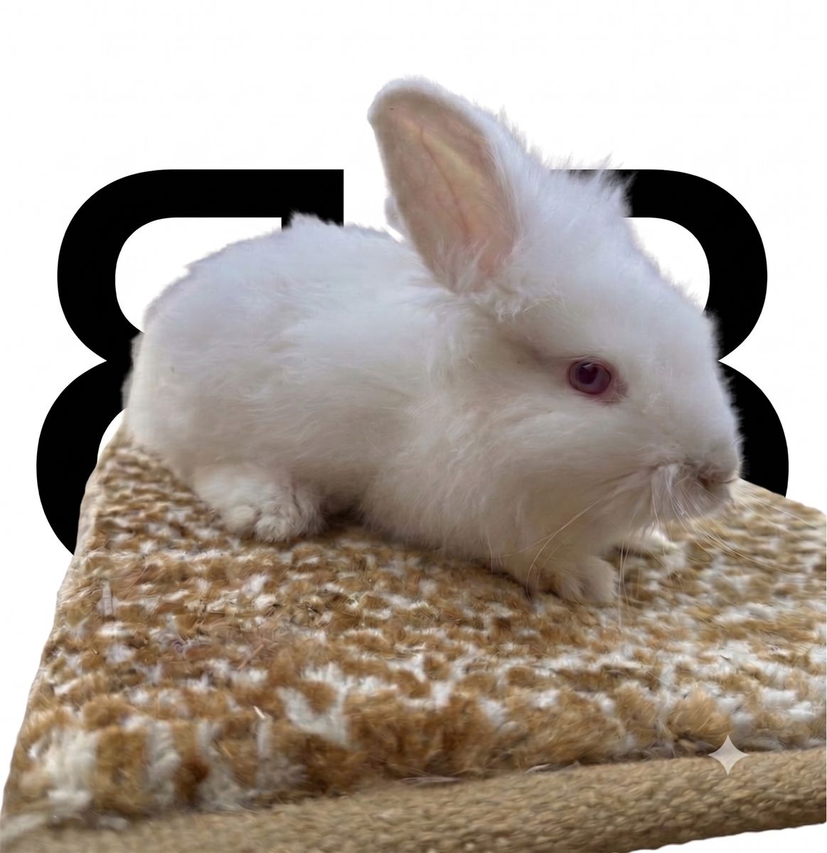 Adorable Bunnies Ready for New Homes - Various Colors Available