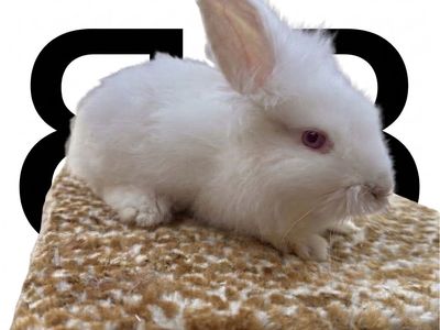 Adorable Bunnies Ready for New Homes - Various Colors Available