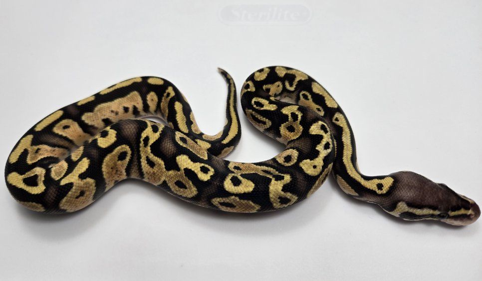 2026 Baby Ball Python Female