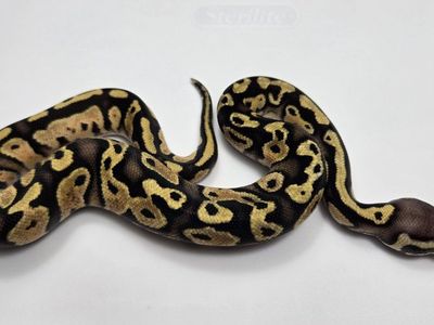 2026 Baby Ball Python Female