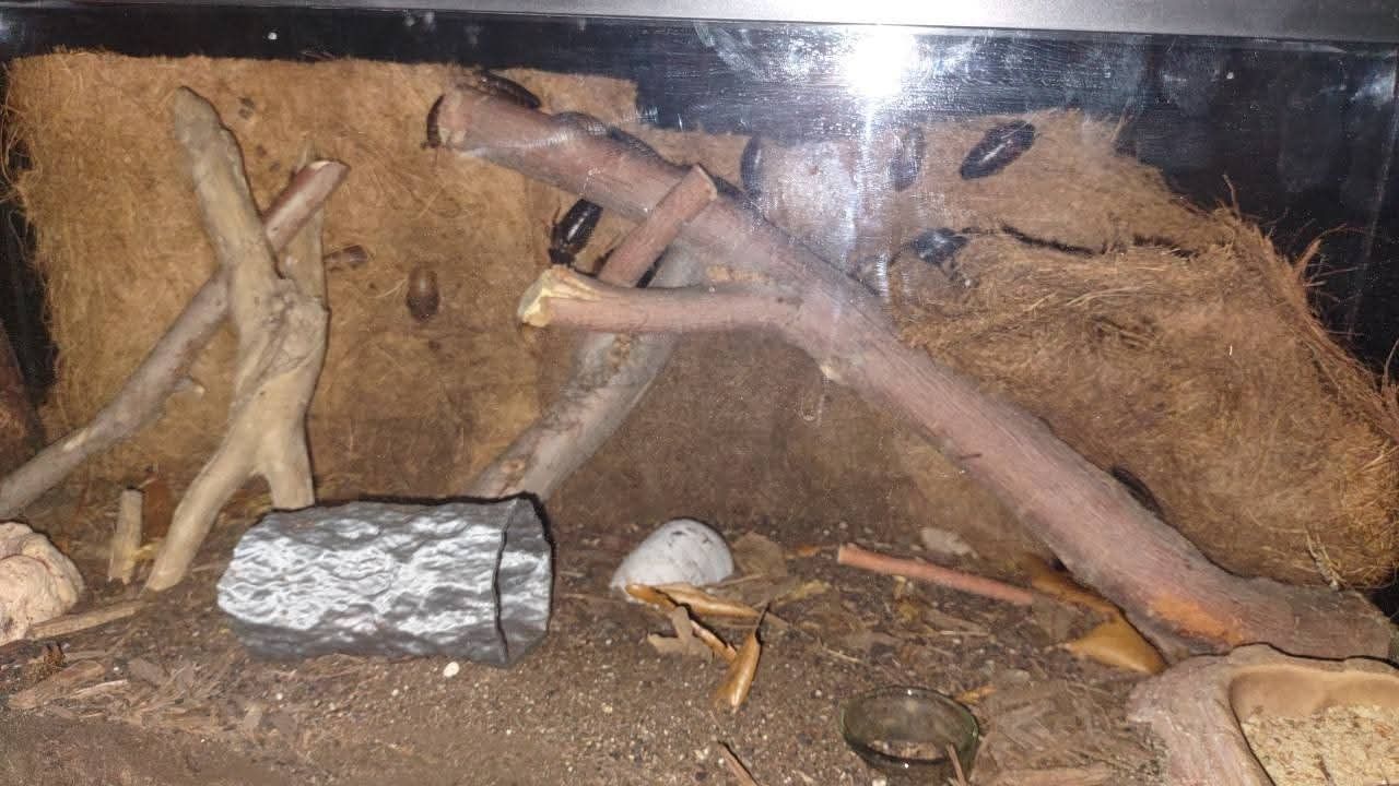 Dubia roaches for lizards and spiders