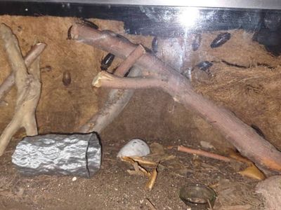 Dubia roaches for lizards and spiders