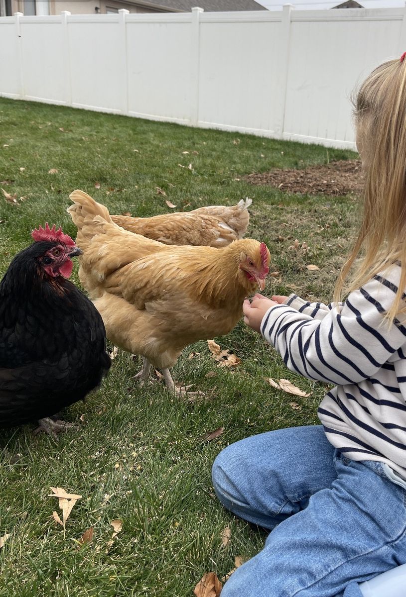 Five hens and One Rooster