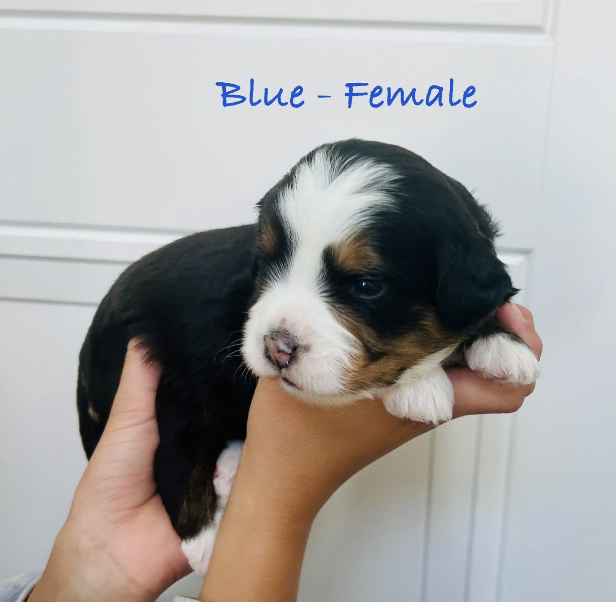 Bernedoodle Puppies - Tri-color, Red and White Tuxedo