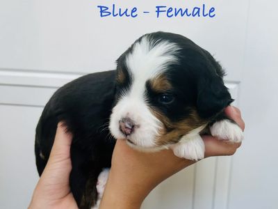 Bernedoodle Puppies - Tri-color, Red and White Tuxedo
