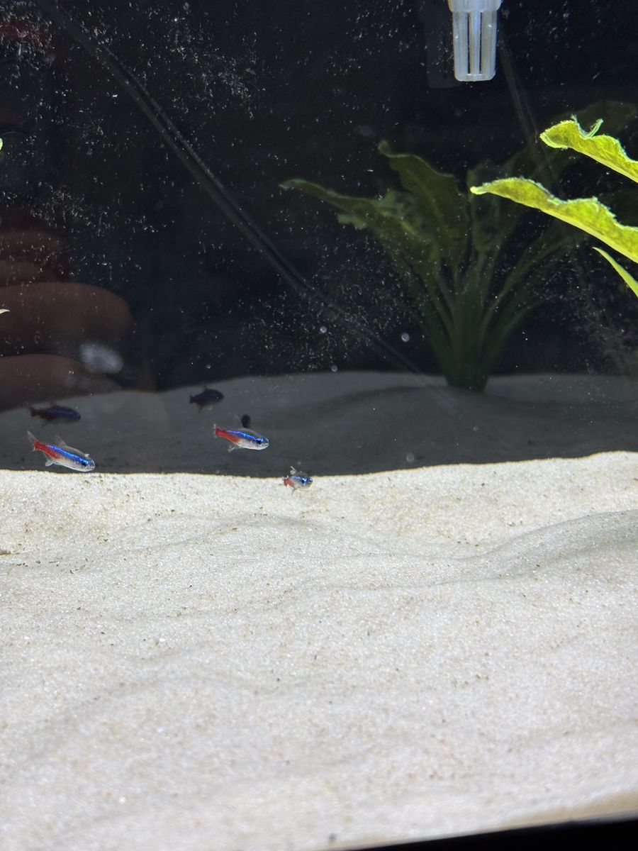 3 neon tetras 2 white cloud minnows “fish”