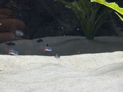 3 neon tetras 2 white cloud minnows “fish”