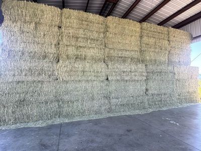 Premium grass hay