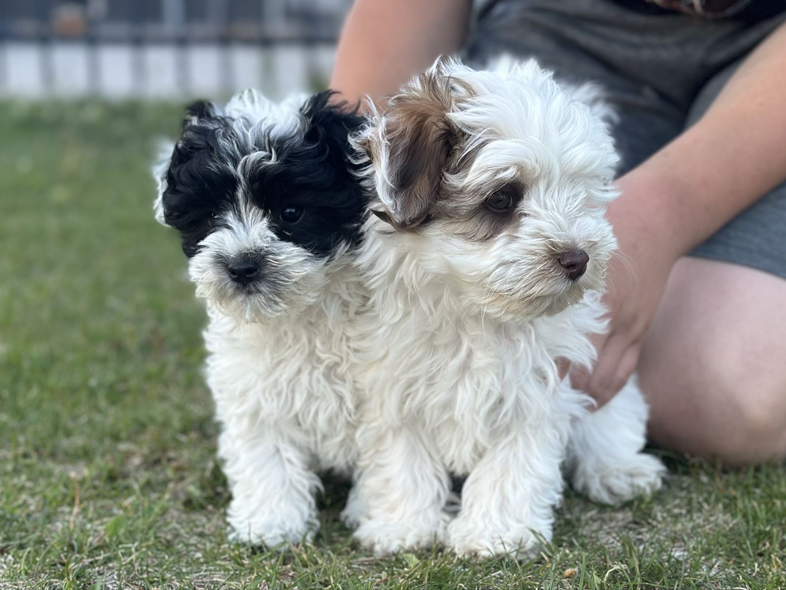 Maltipoo puppies
