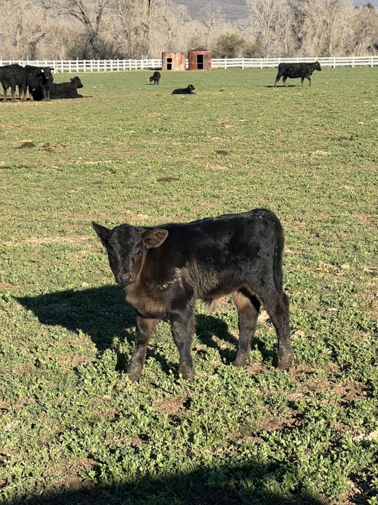 2 Week Old Beef Calf