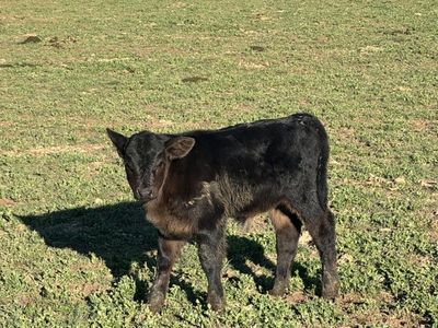 2 Week Old Beef Calf