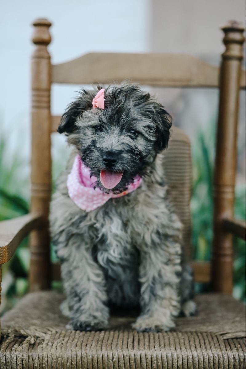 F1 mini/toy aussiedoodles *LAST TWO PUPS*