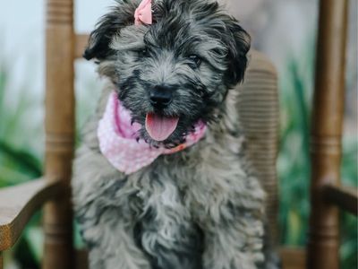 F1 mini/toy aussiedoodles *LAST TWO PUPS*