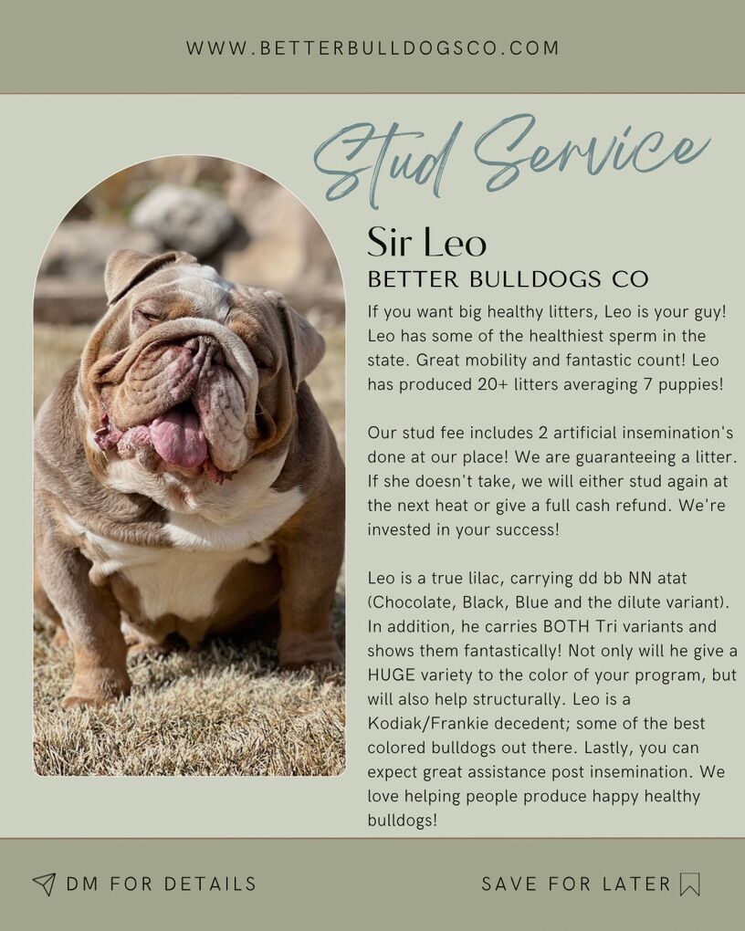 English Bulldog Stud