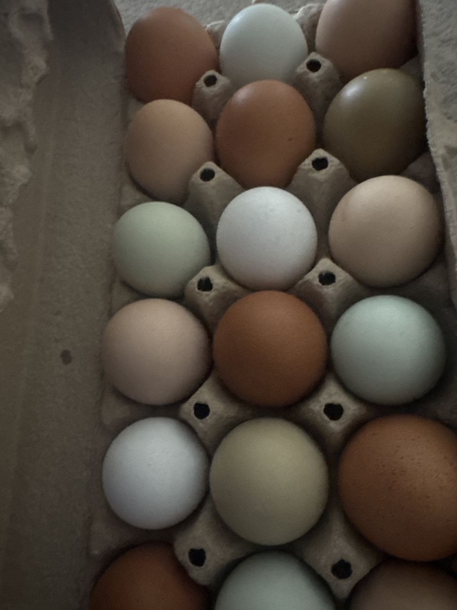 Fresh Eggs