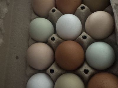 Fresh Eggs