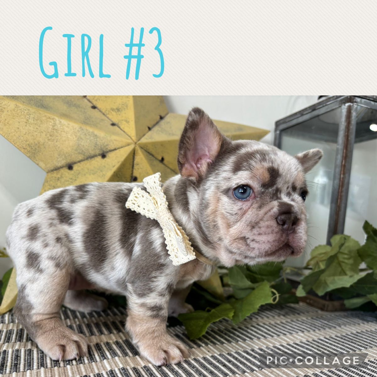 French Bulldogs AKC