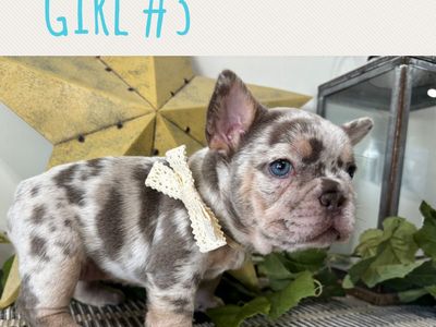 French Bulldogs AKC
