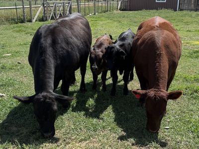 Cow calf pairs