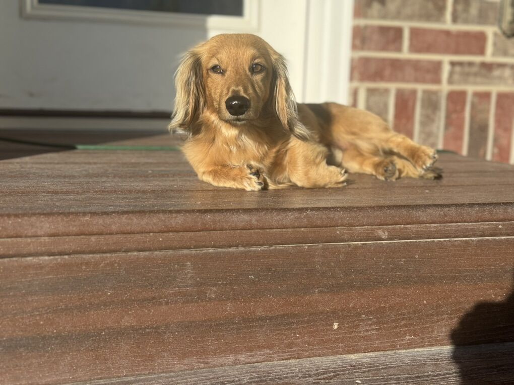 AKC Mini Dachshund For Stud (Health Tested)