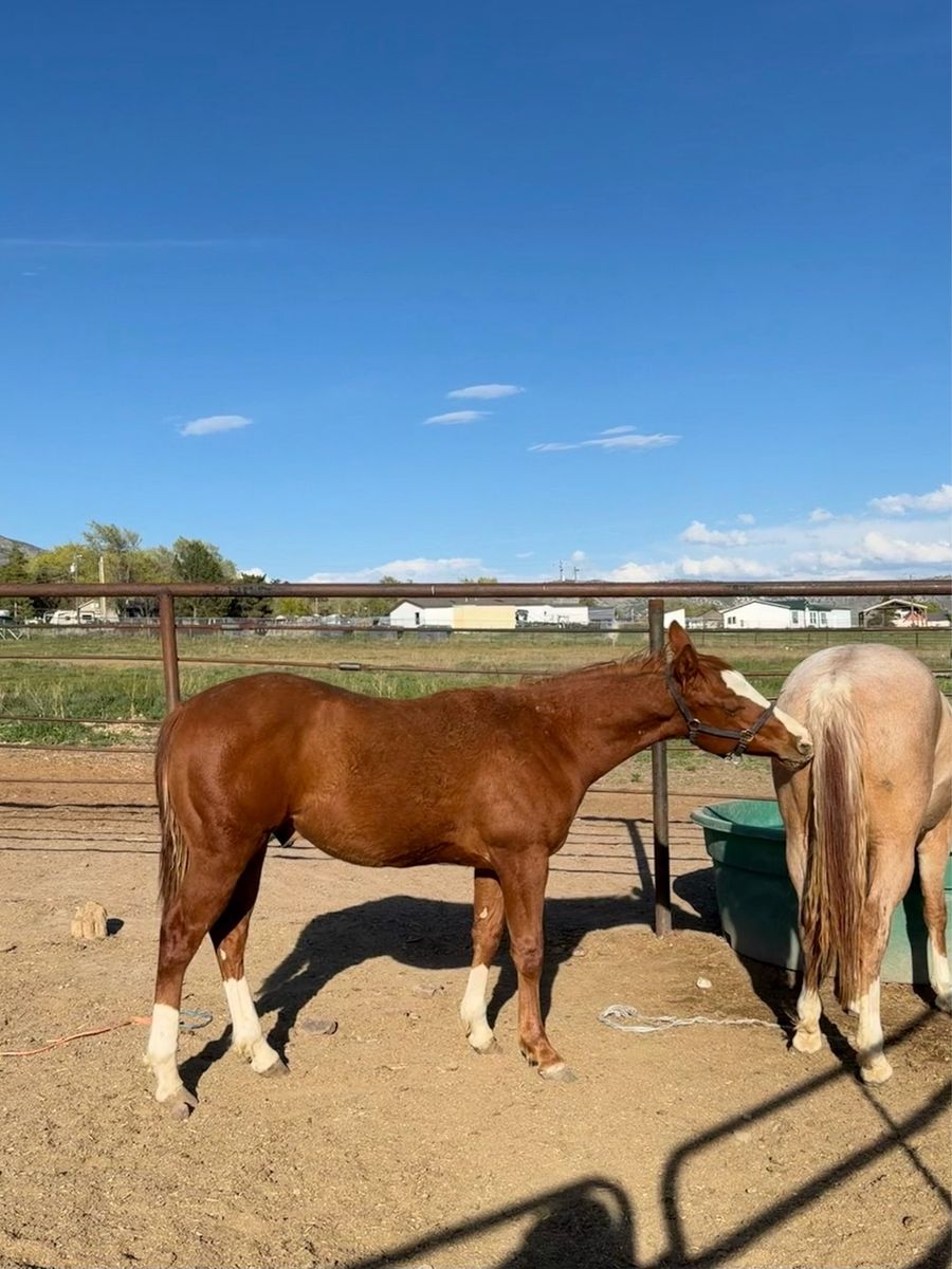 2025 Sorrel AQHA Colt