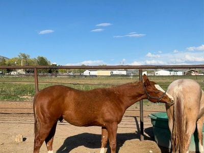 2025 Sorrel AQHA Colt