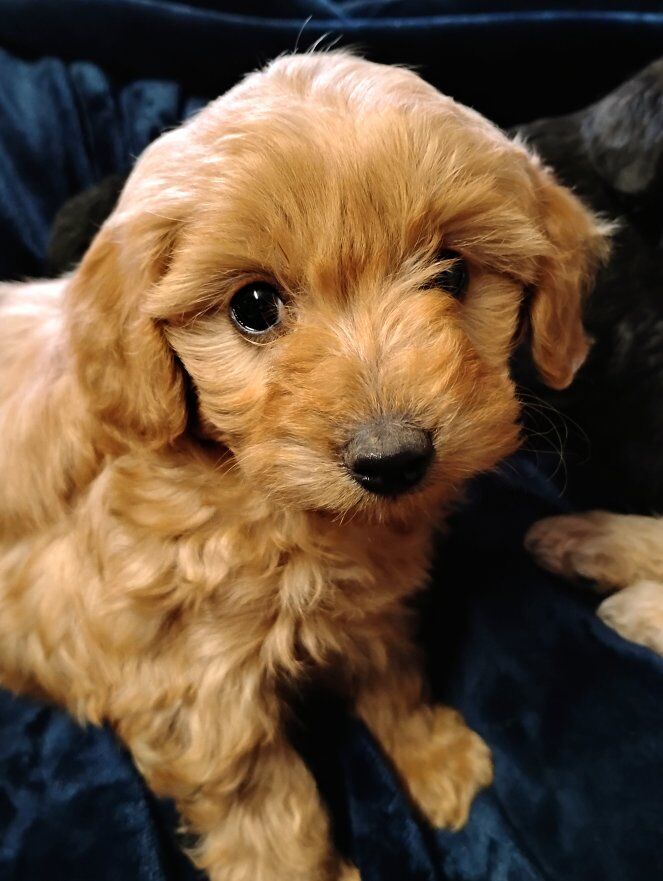 toy aussie doodle/ toy poodle