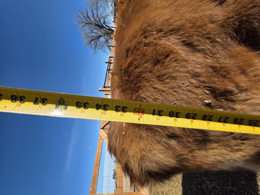 A2A2 Mini Jersey Yearling Heifer