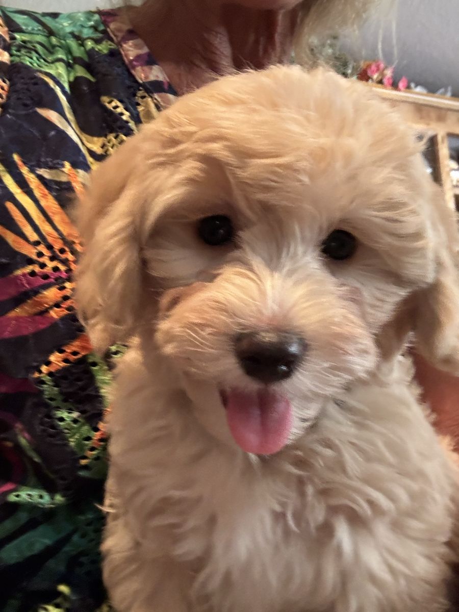 Adorable 9-Week-Old Malti-poo Puppies - 1-Male & 1 Female Shots & Dewormed