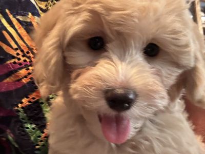 Adorable 9-Week-Old Malti-poo Puppies - 1-Male & 1 Female Shots & Dewormed