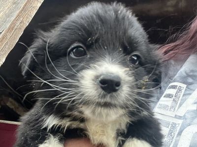 Corgi/ Retreiver pups