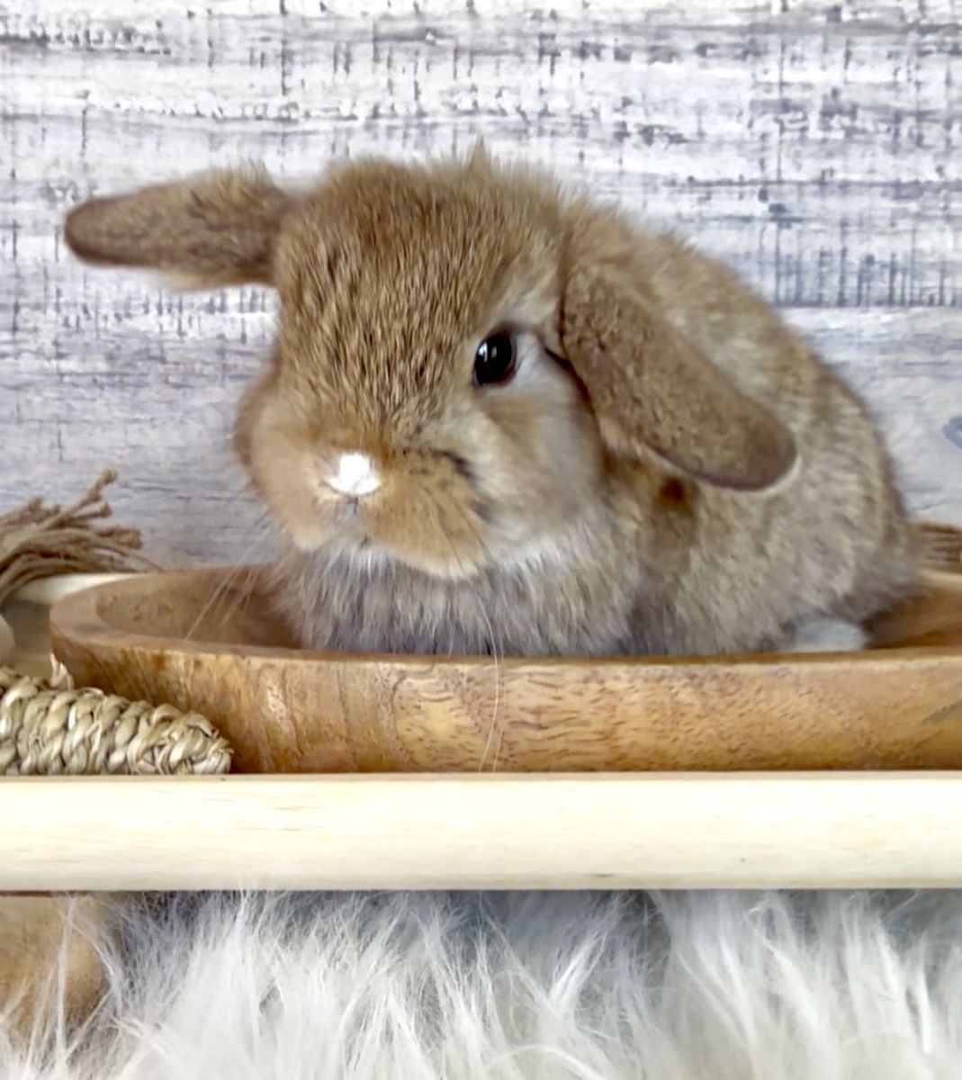 Tiniest Vm Chocolate Chesnut Holland Lop Doe