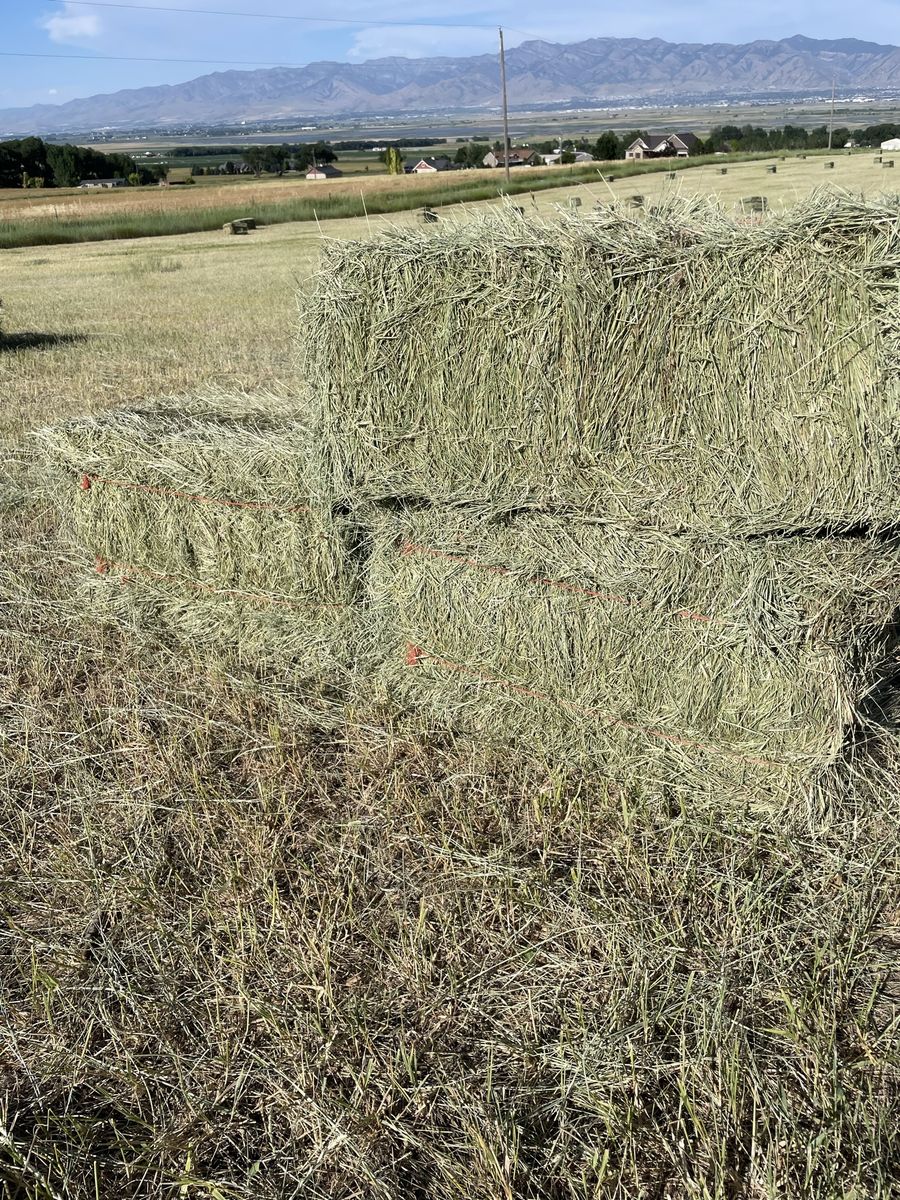 Grass Hay small bales