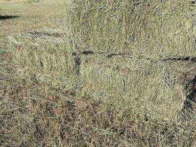 Grass Hay small bales