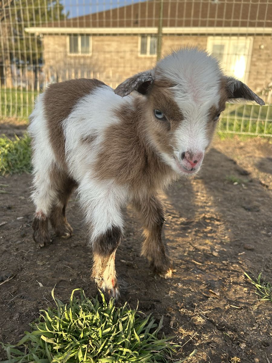 Adorable Baby Goats for Sale - Healthy & Playful