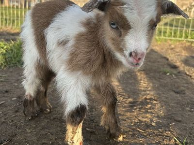 Adorable Baby Goats for Sale - Healthy & Playful