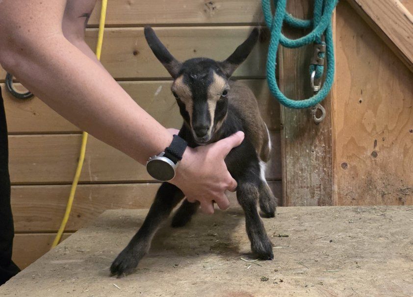 ADGA registered Nigerian Dwarf Doeling