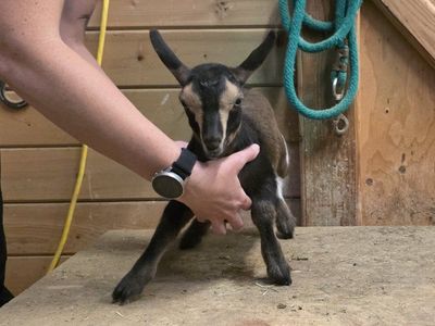 ADGA registered Nigerian Dwarf Doeling