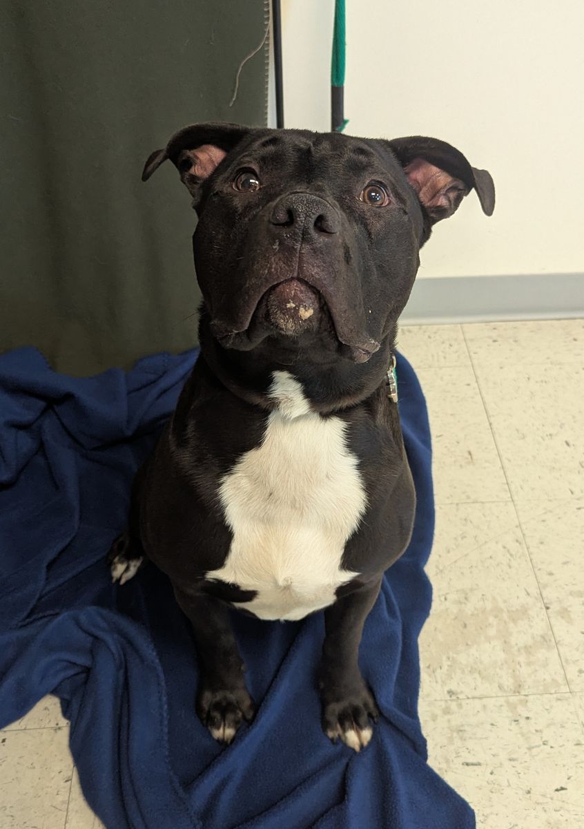 A161240 Toga is Available for Adoption!