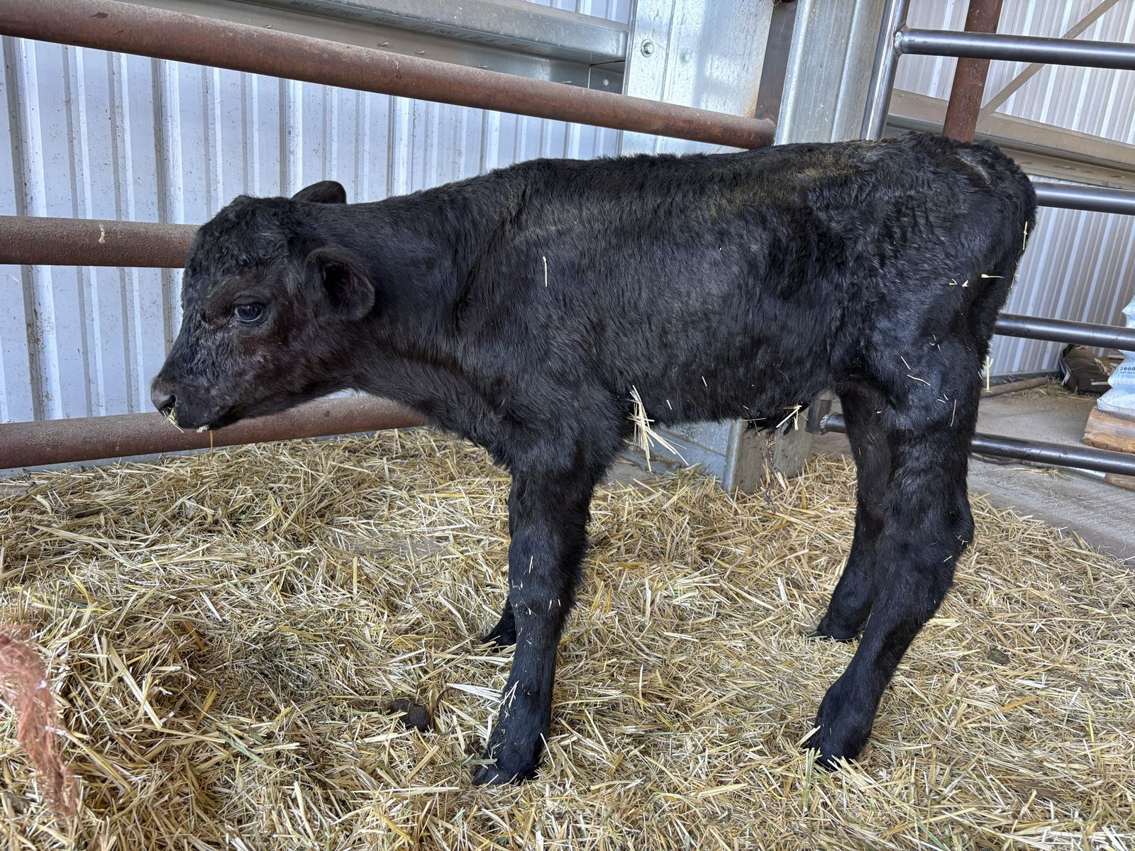 Beef bull calf