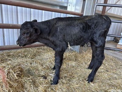 Beef bull calf