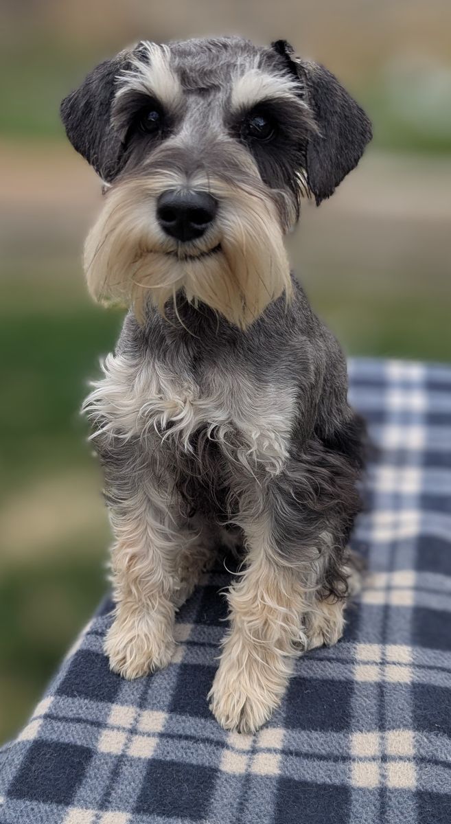 AKC Male Miniature Schnauzer