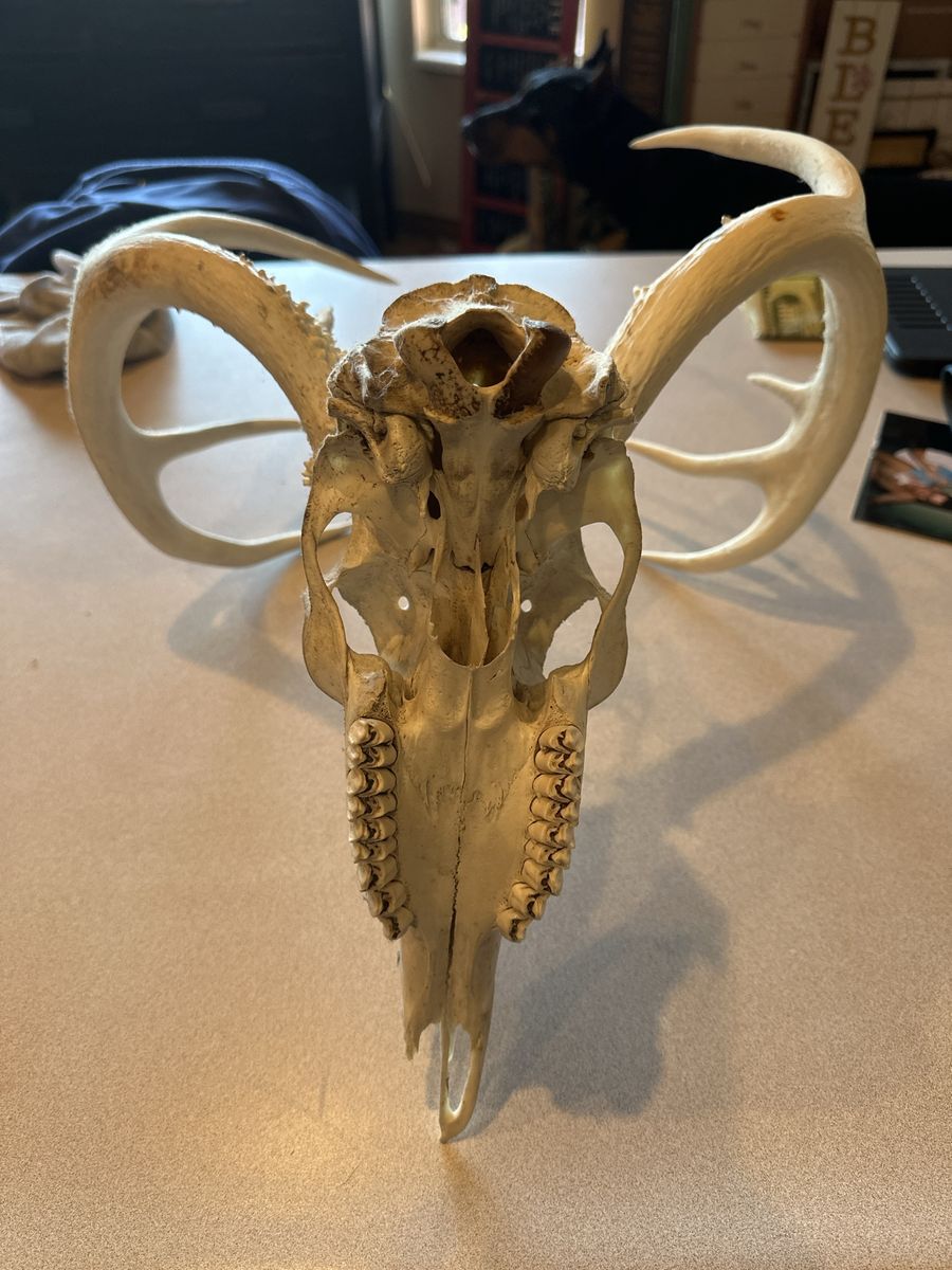 Real Deer Skull European Mount with Antlers