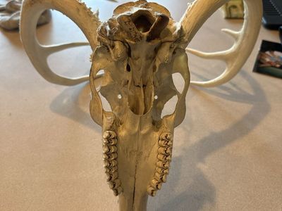 Real Deer Skull European Mount with Antlers