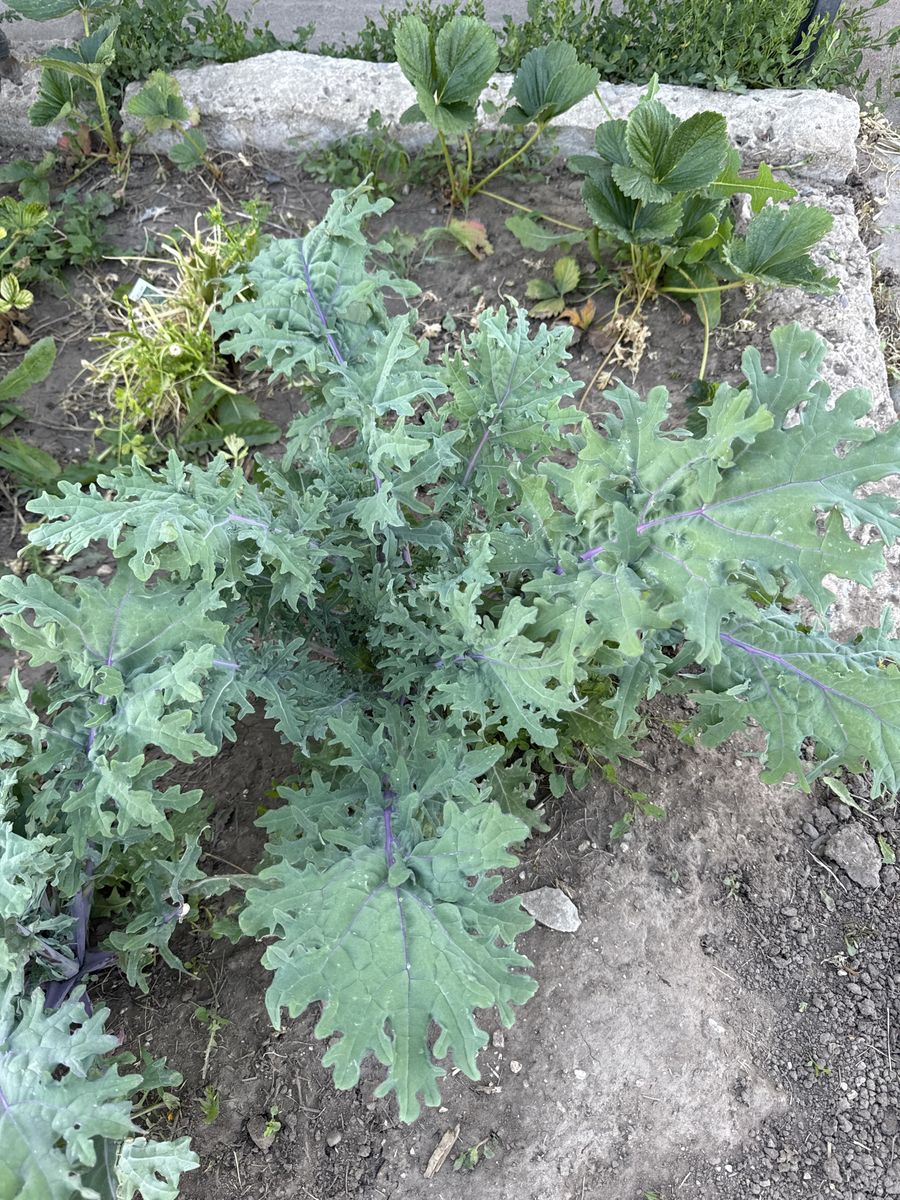 Kale