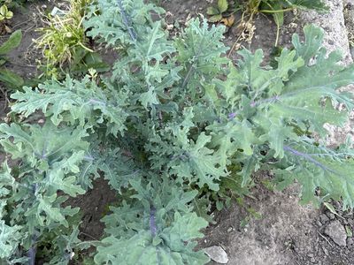 Kale