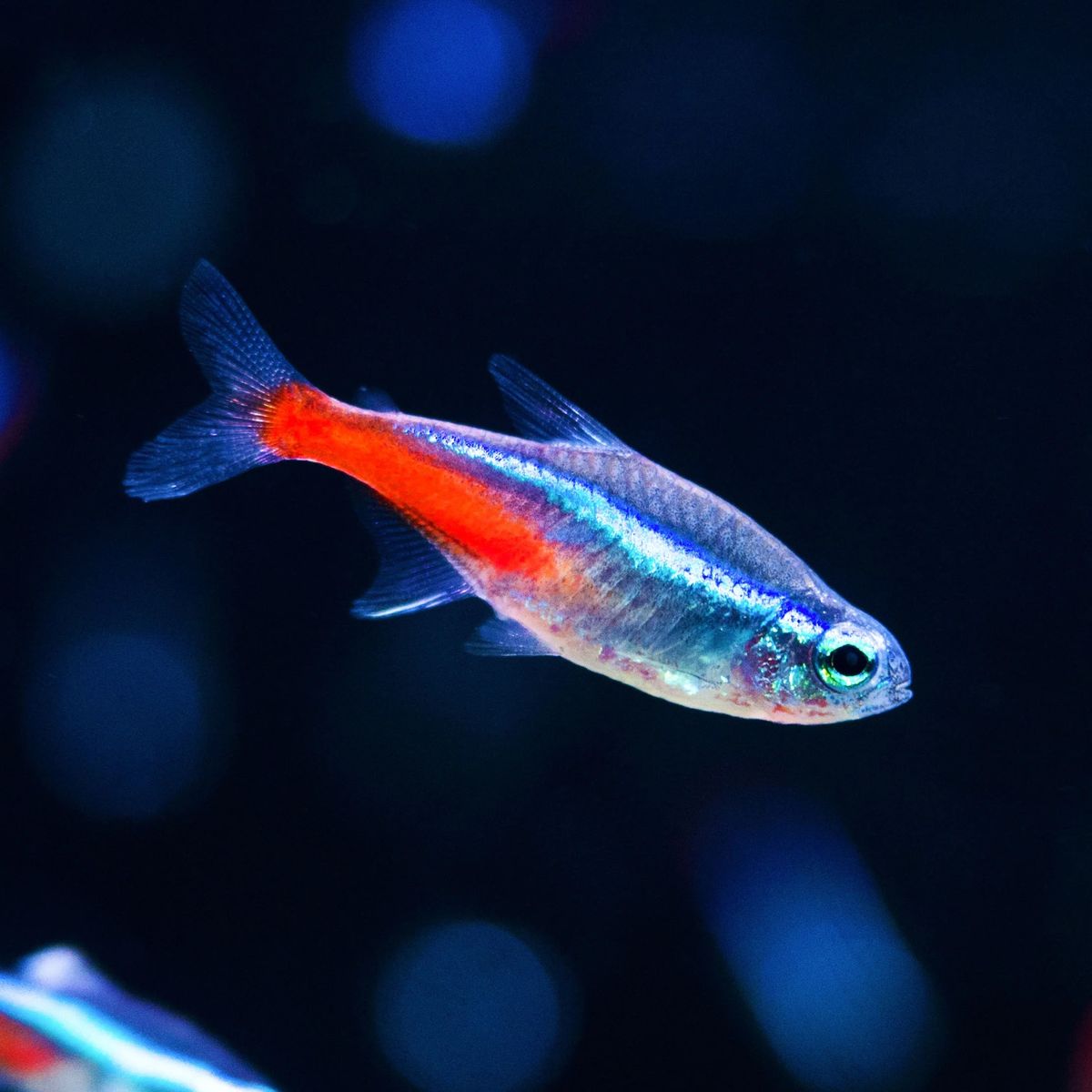 Rehome neon tetra - FREE